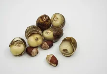 Manfaat Buah Matoa Bagi Kesehatan