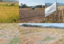 Kemarau Panjang, 513 Hektare Sawah di Tompaso Terdampak Kekeringan