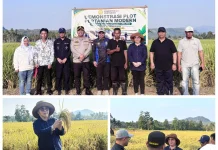 PM-AAS Panen Perdana di Bolmut, Hasil 10,03 Ton/Ha Jadi Bukti Inovasi Pertanian