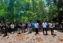 Tanam Mangrove, Pemdes Darunu Tunjang Ekowisata Berkelanjutan