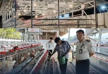 LPKA Tomohon Resmi Mulai Program Budidaya Ayam Petelur Edukatif