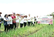 Minahasa Targetkan Jadi Sentra Baru Produksi Bawang Merah