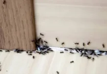 Semut Hitam Banyak di Rumah, Apa Pertandanya?