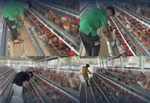 LPKA Tomohon Kembangkan Pembinaan Kemandirian melalui Budidaya Ayam Petelur