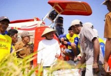Bupati Yusra Dorong Produksi Padi dan Kesejahteraan Petani