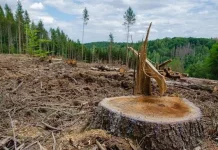 Deforestasi Ancam Keseimbangan Ekosistem dan Kehidupan Manusia