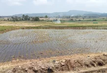 Kemarau Panjang, 20 Hektare Sawah di Tempang Tiga Gagal Panen