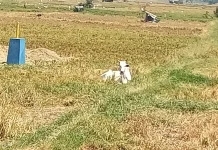 Kemarau Panjang, Sawah di Desa Tempok Tak Lagi Produktif