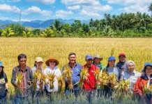 PM-AAS Dongkrak Produktivitas Padi Kotamobagu hingga 12 Ton