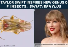 Serangga Baru Asal Australia Dinamai Menyerupai Taylor Swift