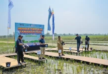 Pupuk Kaltim Perkuat Program Agrosolution Pemupukan Padi di Pojokrejo Jombang