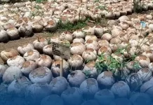 BRMP Sulut Monitoring Nursery Pandu Pastikan Banper Bibit Cukup