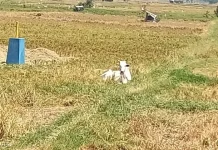 Kemarau Panjang Ganggu Produksi Pertanian Sulawesi Utara