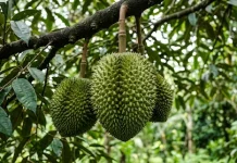 Durian, Buah Tropis dengan Aroma yang Khas