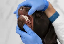 Gigitan Hewan Berisiko Rabies, Jangan Tunggu Gejala