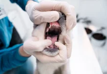 Kenali Gejala Khas Rabies sebelum Terlambat