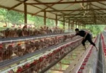 Bau Menyengat Peternakan di Kakaskasen Dua Tomohon Menuai Sorotan Warga