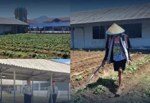 LPKA Tomohon Dorong Kemandirian Anak Binaan Melalui Budidaya Tanaman Pakcoy