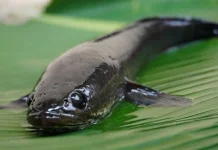 Tinggi Kadar Albumin, Ketahui Manfaat Mengonsumsi Ikan Gabus