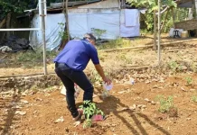 Hadapi Kemarau, WBP Lapas Tondano Tetap Tekun Merawat Tanaman Tomat