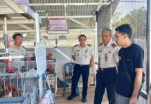 Jaga Kesehatan Ternak, LPKA Tomohon bersama Dokter Hewan Lakukan Vaksinasi Coryza
