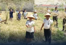 Dukung Ketahanan Pangan, Lapas Amurang Gelar Panen Raya Padi