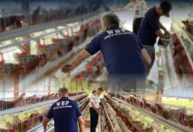 Budidaya Ayam Petelur Bekal Keterampilan Warga Binaan Lapas Amurang