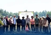 Panen Padi PM-AAS di Boltara Capai 10,73 Ton per Hektare