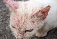 Herpes Kucing Kenali Gejala Penyebab dan Perawatannya