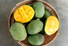 Manfaat Buah Mangga Kwini Bagi Kesehatan Tubuh