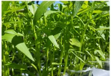Cara Merawat Kangkung Agar Tumbuh Optimal