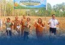 BRMP Sulut Panen Raya Jagung Komposit Jakarin di Manado