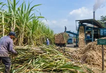Tebu: Tanaman Penting Penghasil Gula dan Beragam Produk