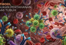 Antibodi: Pasukan Pertahanan Alami Tubuh