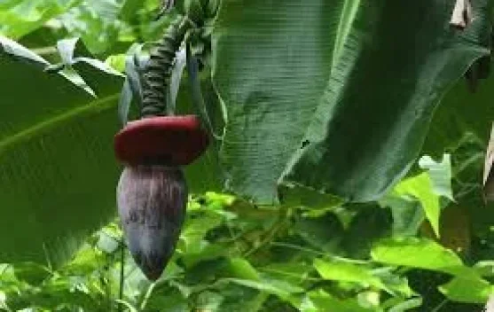 Jantung Pisang, Pangan Sederhana Kaya Serat dan Antioksidan