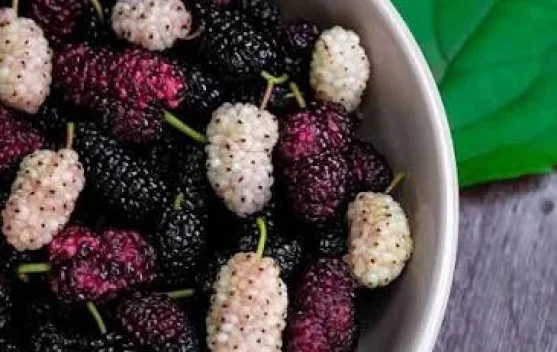 Kaya Antioksidan dan Vitamin C Alasan Murbei Baik untuk Tubuh
