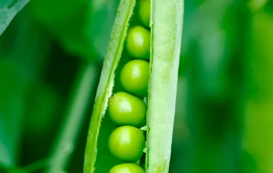 Kacang Polong: Si Kecil Kaya Nutrisi