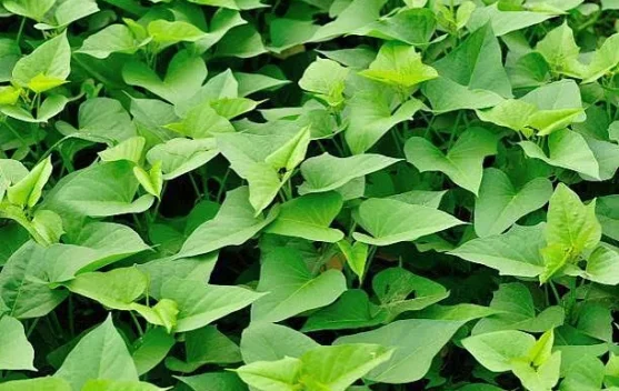 Daun Ubi Jalar, Sumber Nutrisi Alami untuk Pola Hidup Sehat