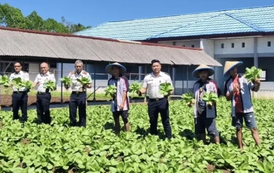 LPKA Kelas II Tomohon Panen Sayur Pakcoy