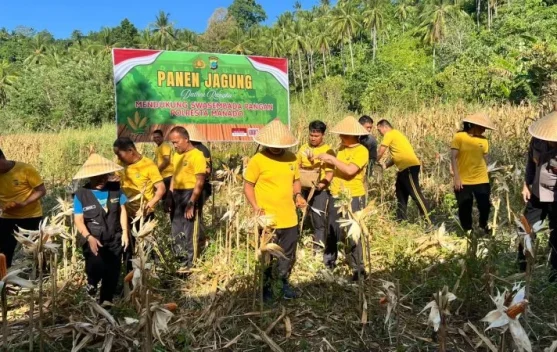 Polresta Manado Panen Jagung di Wori, Dukung Swasembada Pangan 2026
