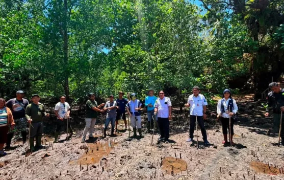 Tanam Mangrove, Pemdes Darunu Tunjang Ekowisata Berkelanjutan