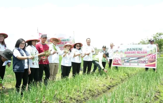 Minahasa Targetkan Jadi Sentra Baru Produksi Bawang Merah
