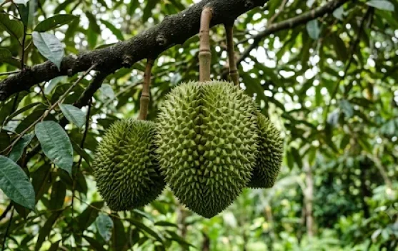 Durian, Buah Tropis dengan Aroma yang Khas