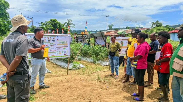 Farmers Field Day Tomat Tingkatkan Produktivitas Petani