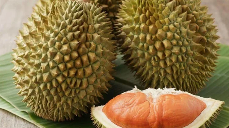 Jenis Buah Durian dan Ciri Khas, Berbagai Daerah