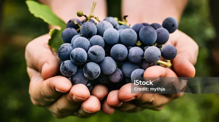 Manfaat Buah Anggur Hitam untuk Kesehatan