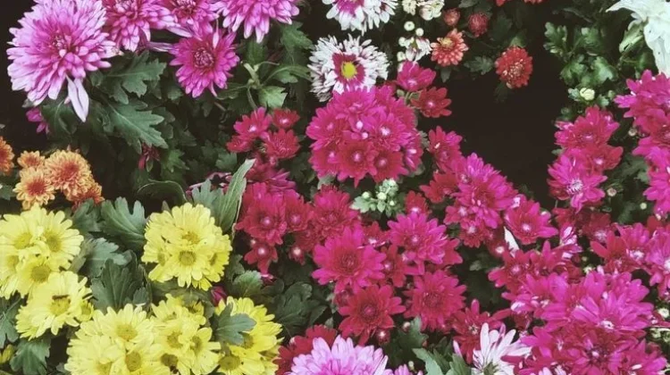 Bunga Krisan Cantik dan Bermanfaat