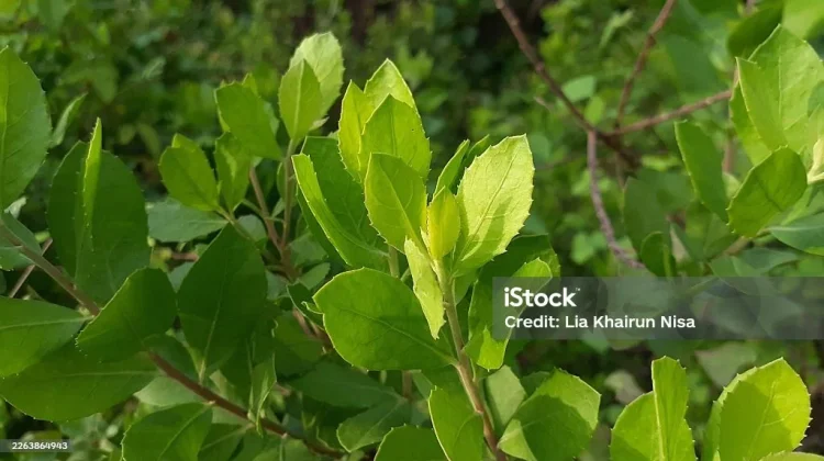 Cara Alami Atasi Bau Badan dengan Daun Beluntas