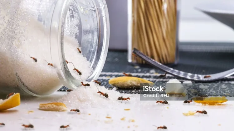 Kenapa Semut Suka Makanan Manis? Ini Penjelasannya