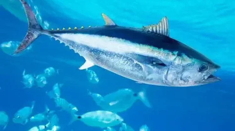 Ikan yang Bisa Mati jika Berhenti Berenang